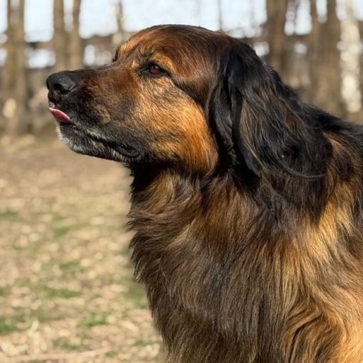 Winston álló (portrénak 2.) VÁGVA - IMG-20251214-WA0013