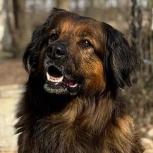 Winston ülő 3. VÁGVA MÉG - IMG-20251214-WA0012(2)